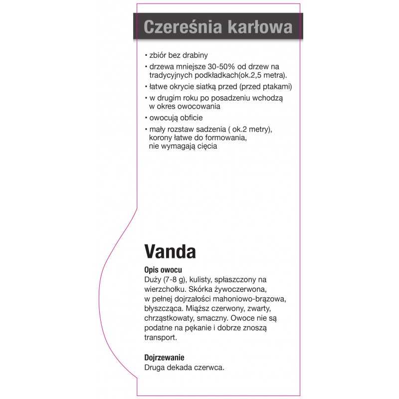 -czeresnia-karlowa-vanda-jumbo0