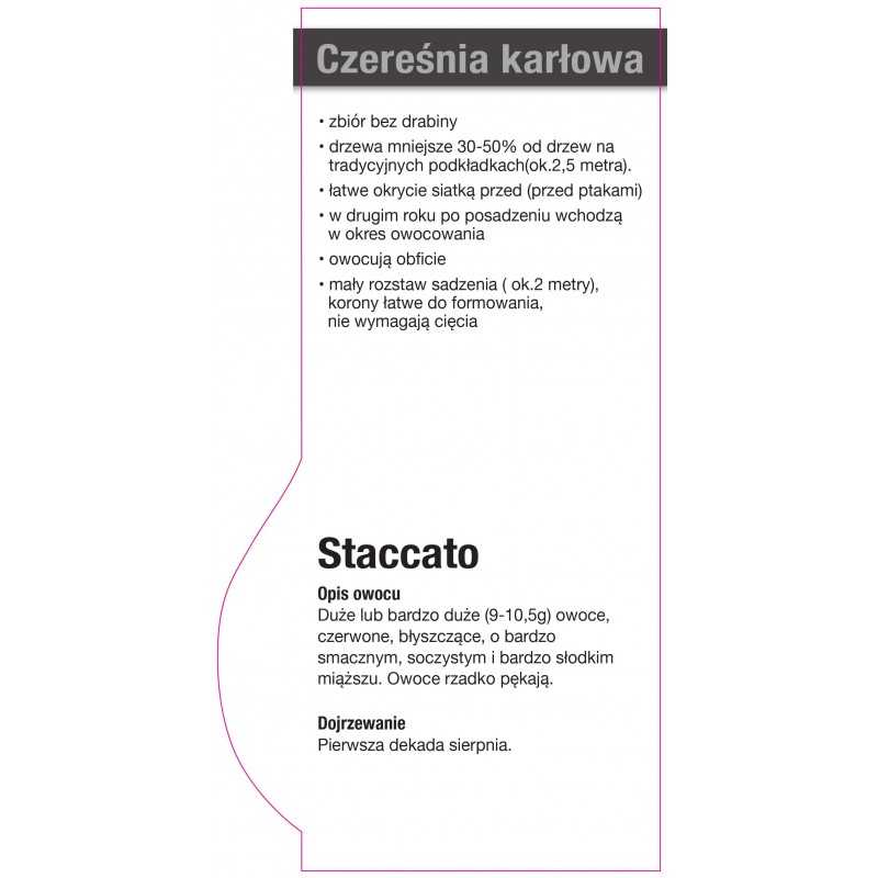 -czeresnia-karlowa-staccato-jumbo0