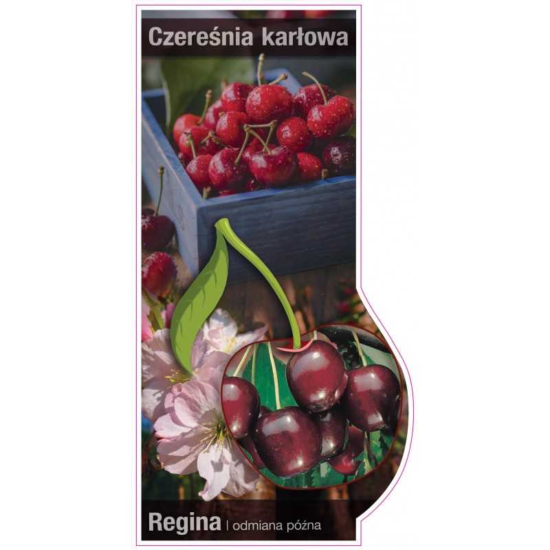 -czeresnia-karlowa-regina-jumbo1