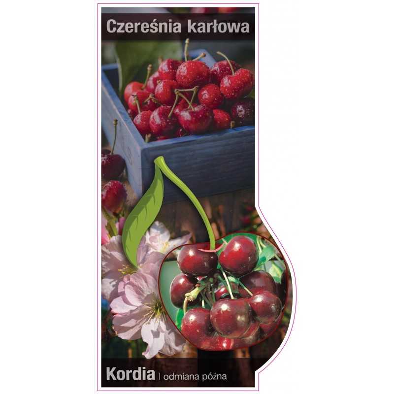 -czeresnia-karlowa-kordia-jumbo1