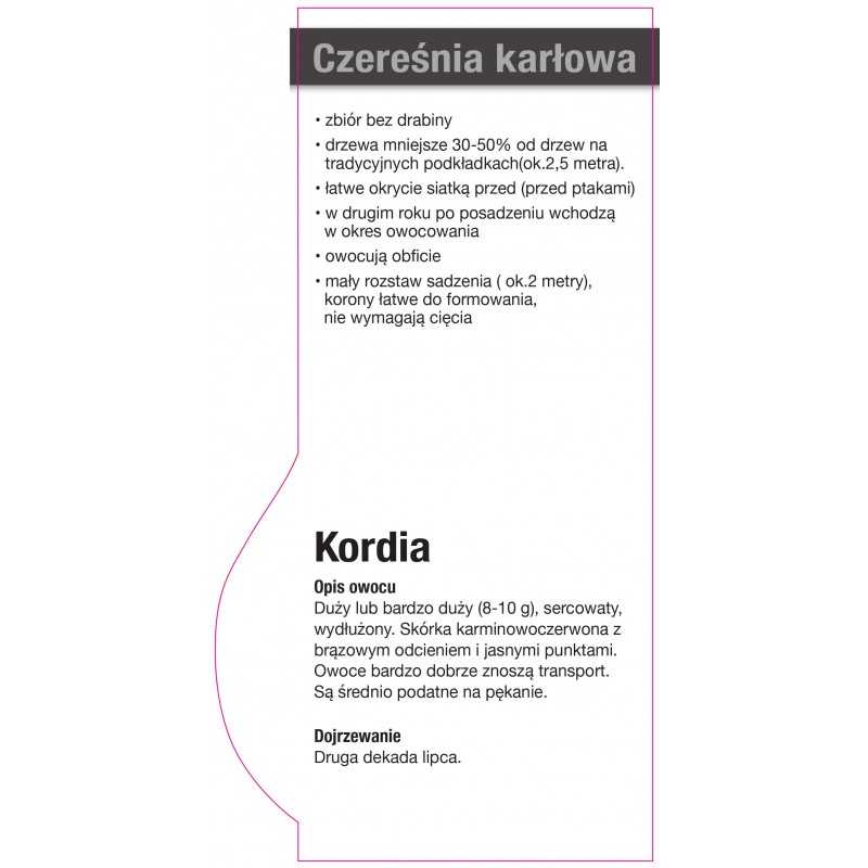 -czeresnia-karlowa-kordia-jumbo0