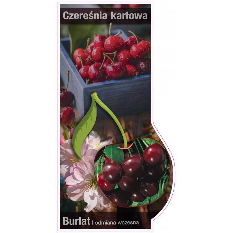 -czeresnia-karlowa-burlat-jumbo1