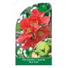 chaenomeles-x-superba-red-trail-1