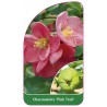 chaenomeles-pink-trail-1