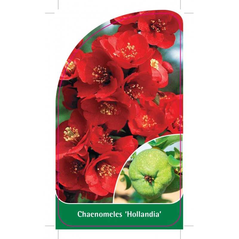 chaenomeles-hollandia-b1