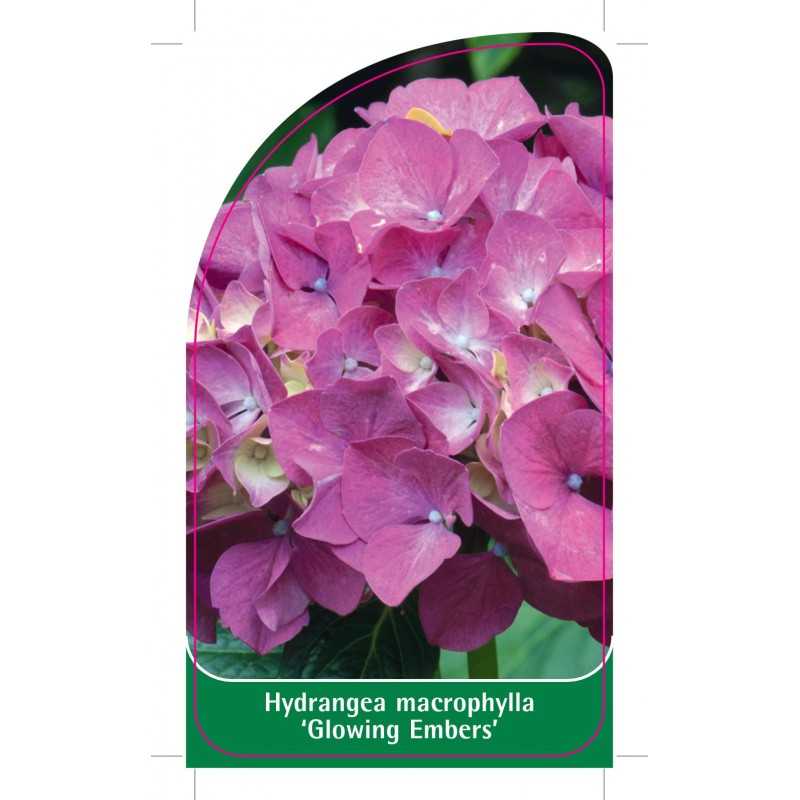 hydrangea-macrophylla-glowing-embers-1