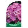 hydrangea-macrophylla-glowing-embers-1