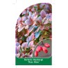 berberis-thunbergii-rose-glow-1