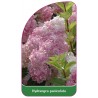 hydrangea-paniculata-c1