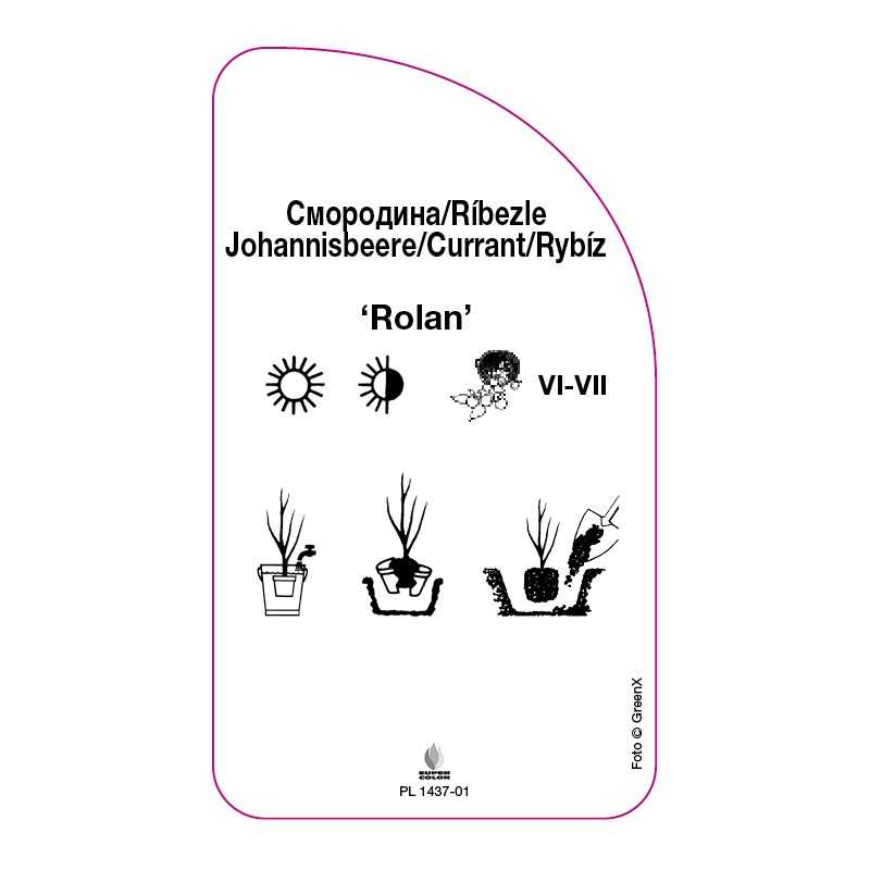 porzeczka-czerwona-rolan-0