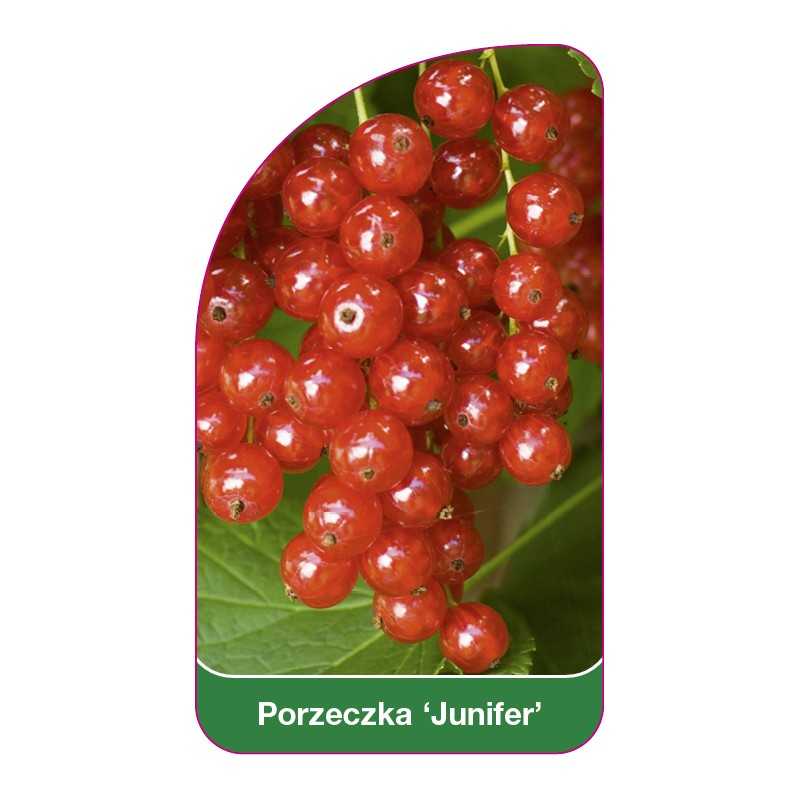 porzeczka-junifer-1