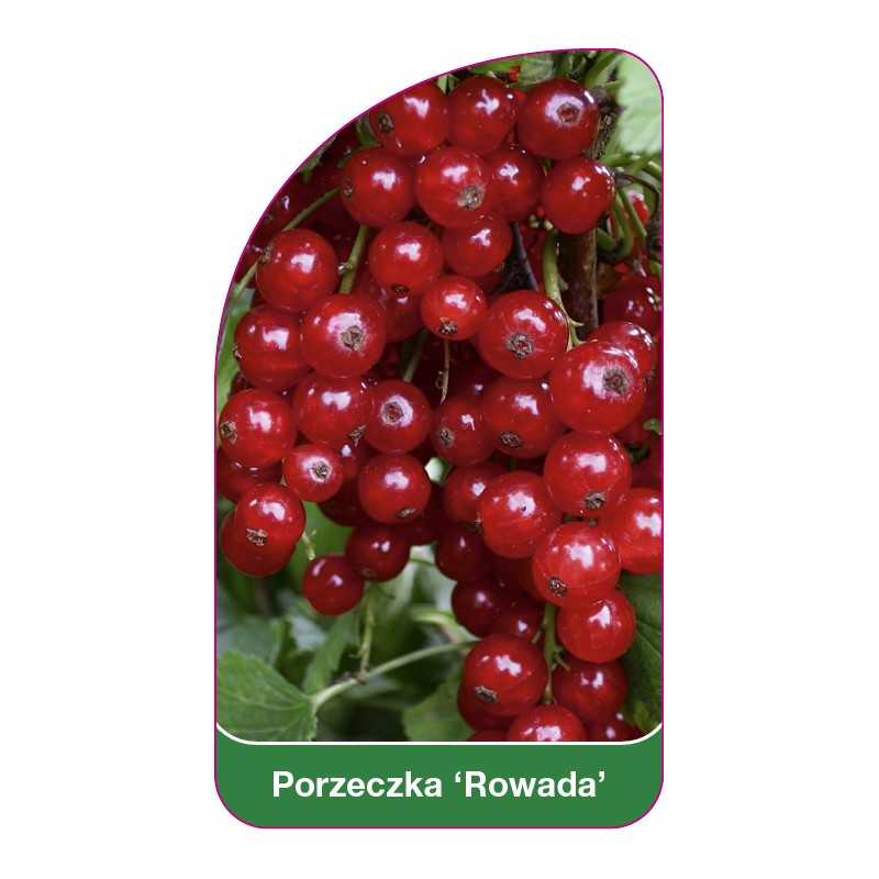 porzeczka-rowada-1