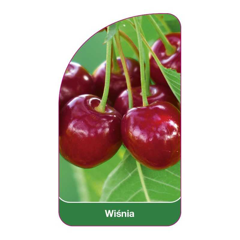 wisnia1