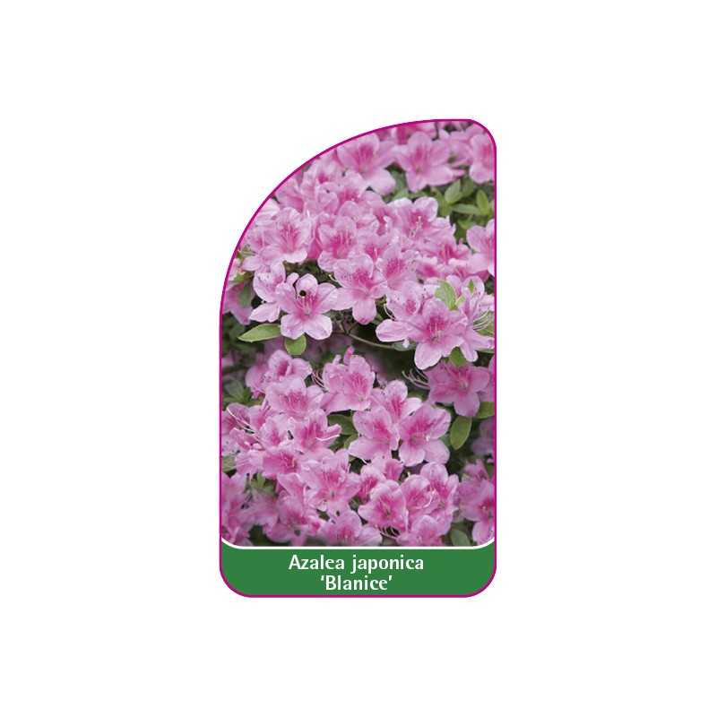 azalea-japonica-blanice-1