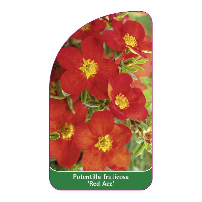 potentilla-fruticosa-red-ace-1