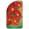 potentilla-fruticosa-red-ace-1