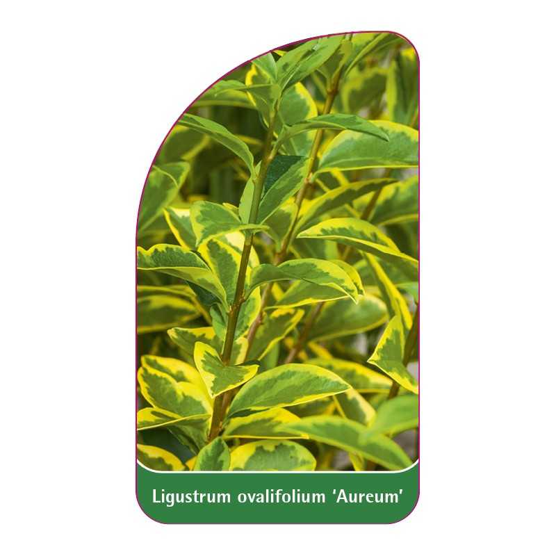 ligustrum-ovalifolium-aureum-1