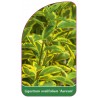 ligustrum-ovalifolium-aureum-1