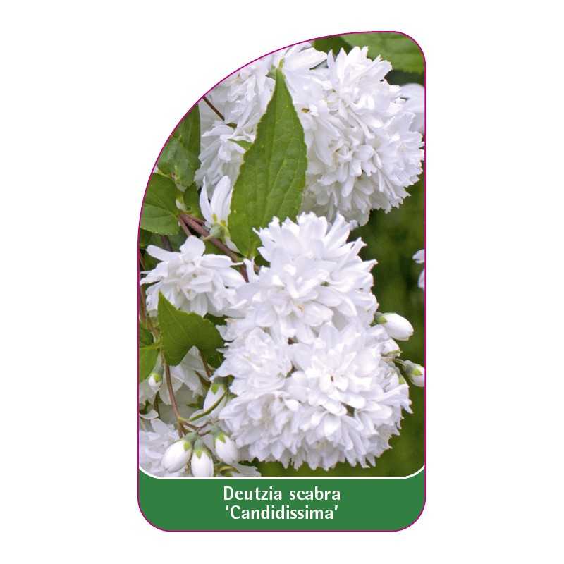 deutzia-scabra-candidissima-1