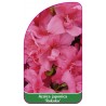 azalea-japonica-rokoko-1