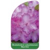 rhododendron-yakushimanum-blurettia-1