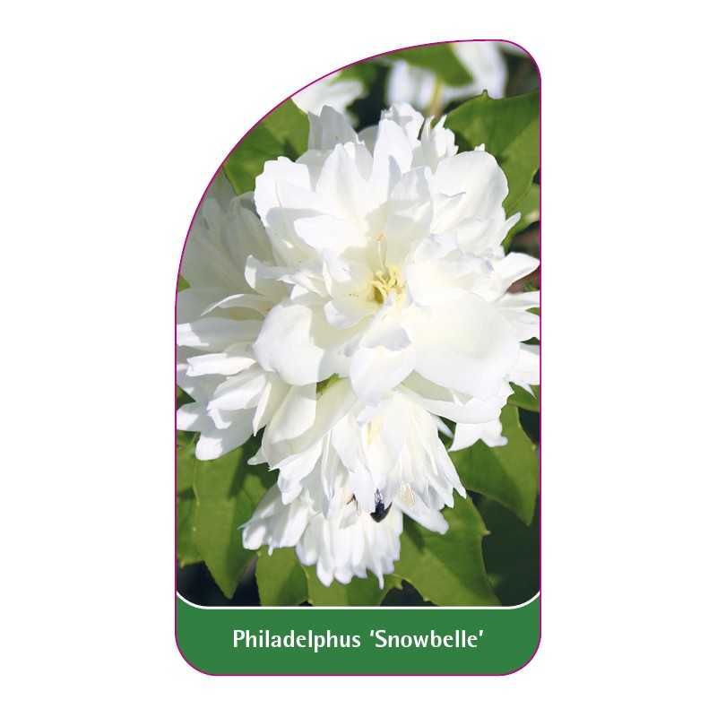 philadelphus-snowbelle-1