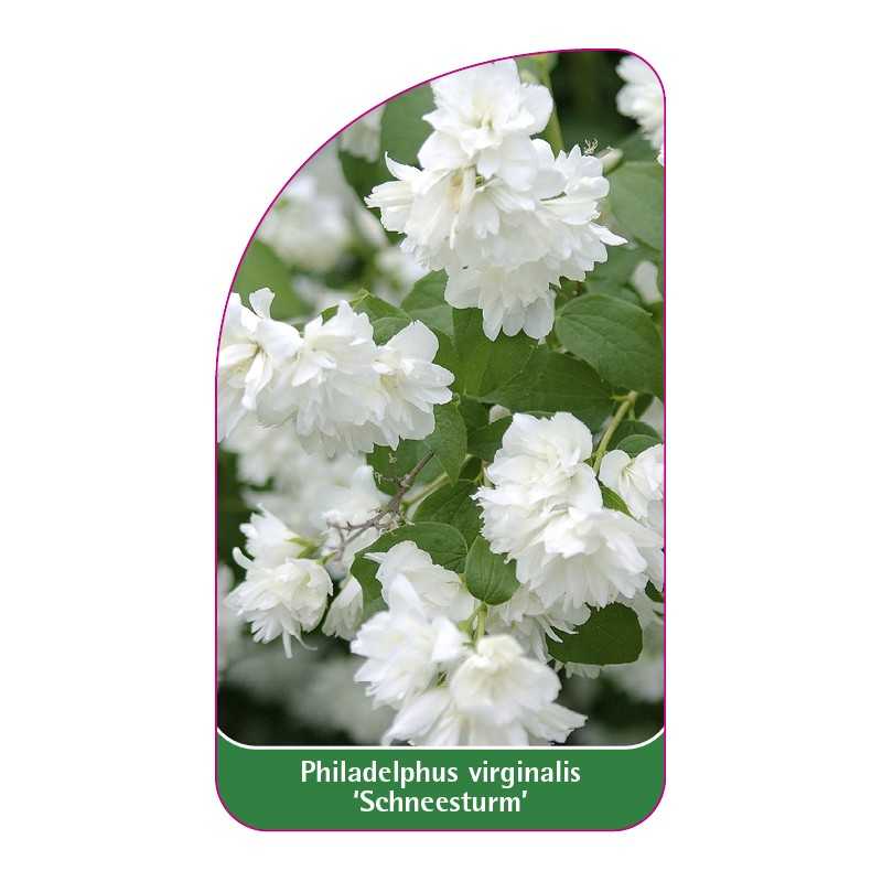 philadelphus-virginalis-schneesturm-1