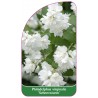 philadelphus-virginalis-schneesturm-1