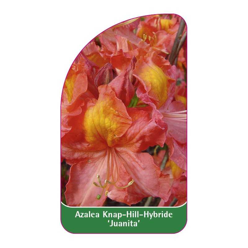 azalea-juanita-1