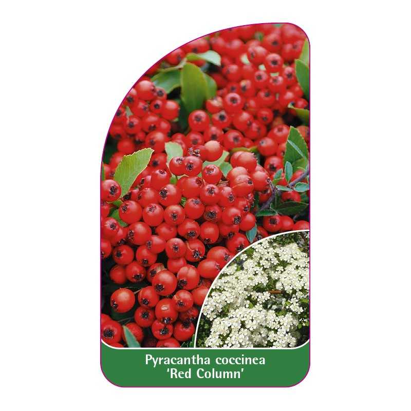 pyracantha-coccinea-red-column-1