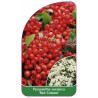 pyracantha-coccinea-red-column-1