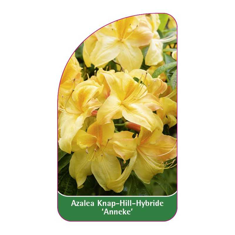 azalea-anneke-1