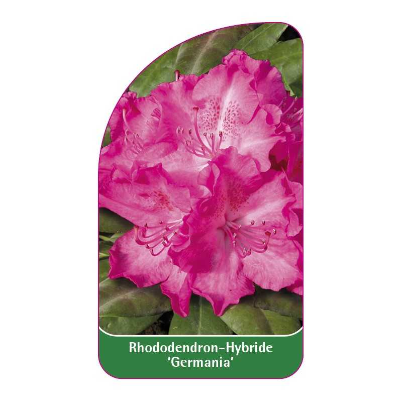 rhododendron-germania-1