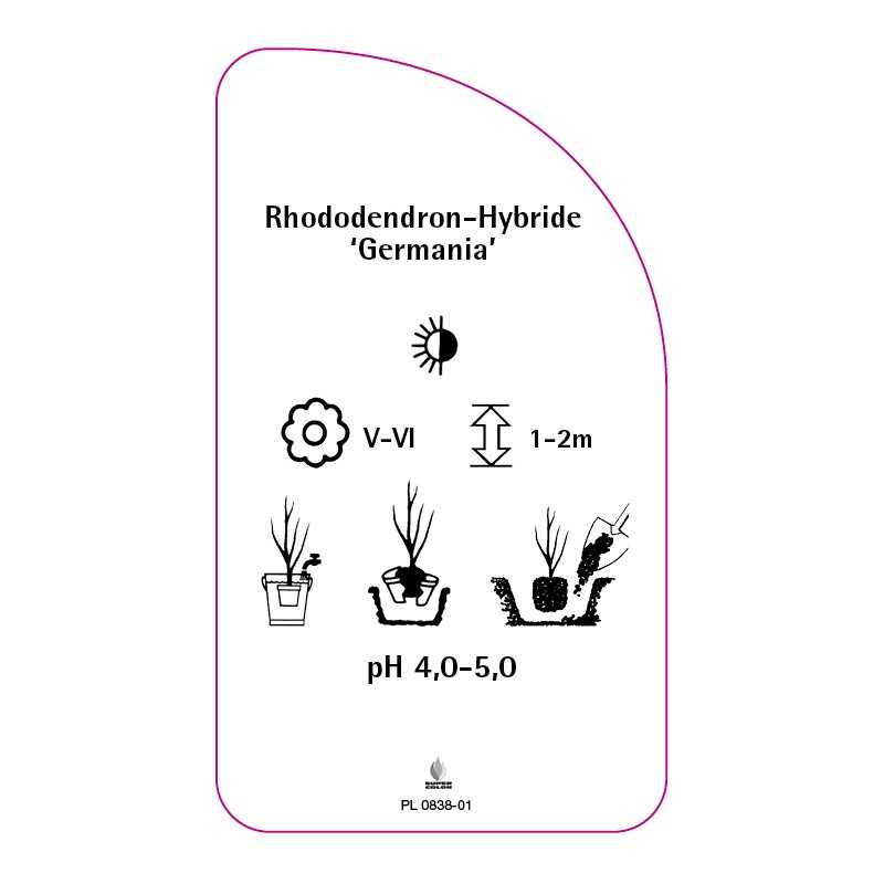 rhododendron-germania-0