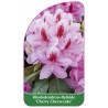 rhododendron-cherry-cheesecake-1