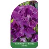 rhododendron-azurro-1