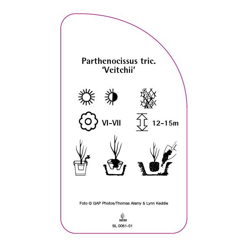 parthenocissus-tricuspidata-veitchii-0