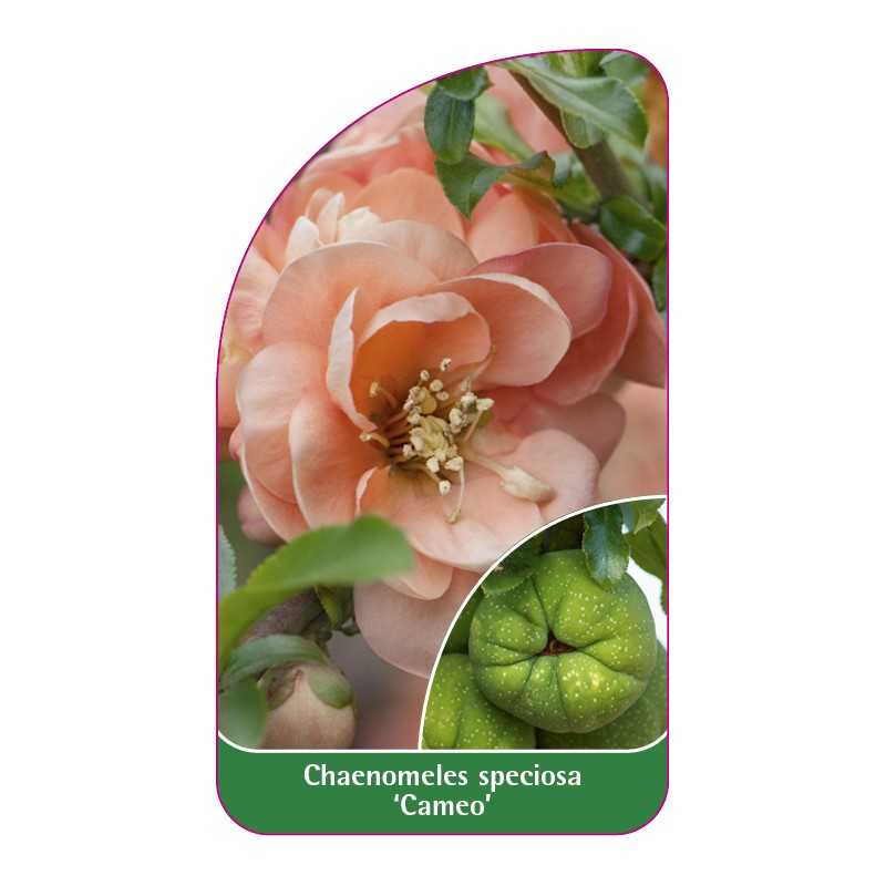 chaenomeles-speciosa-cameo-1