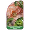 chaenomeles-speciosa-cameo-1