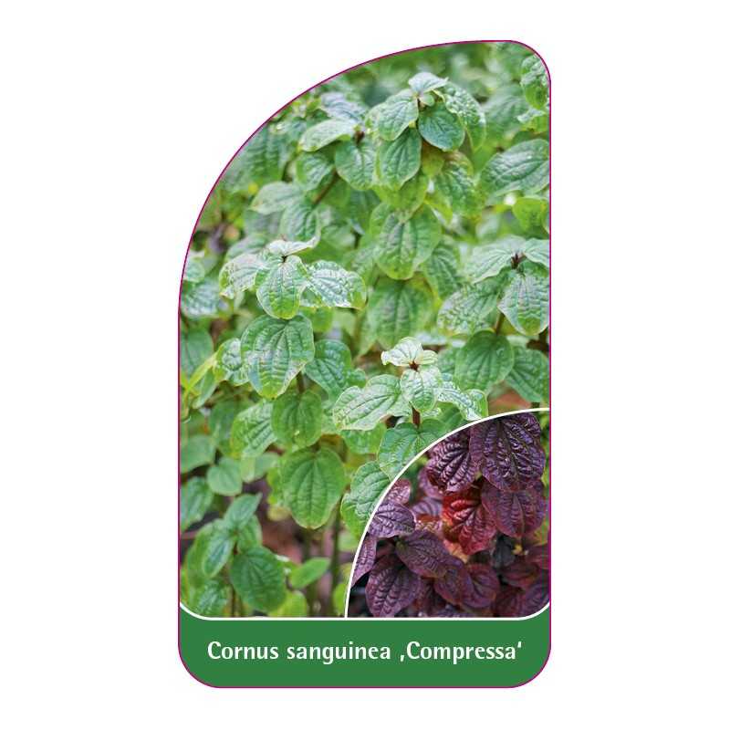 cornus-sanguinea-compressa-1