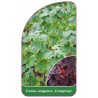 cornus-sanguinea-compressa-1