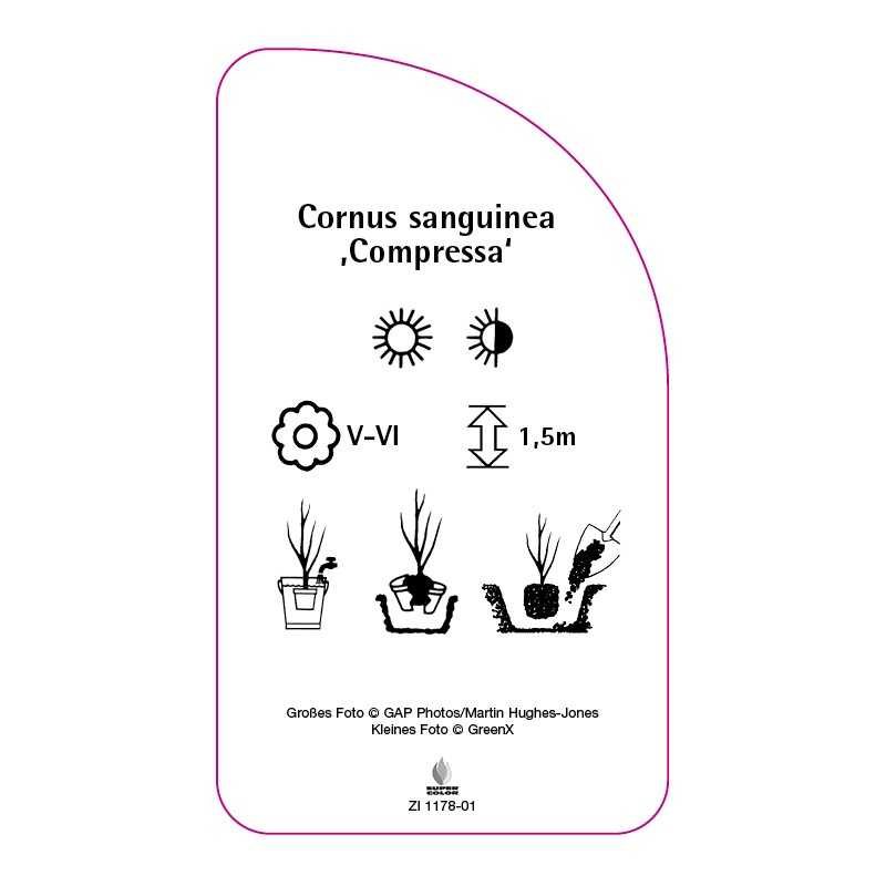 cornus-sanguinea-compressa-0