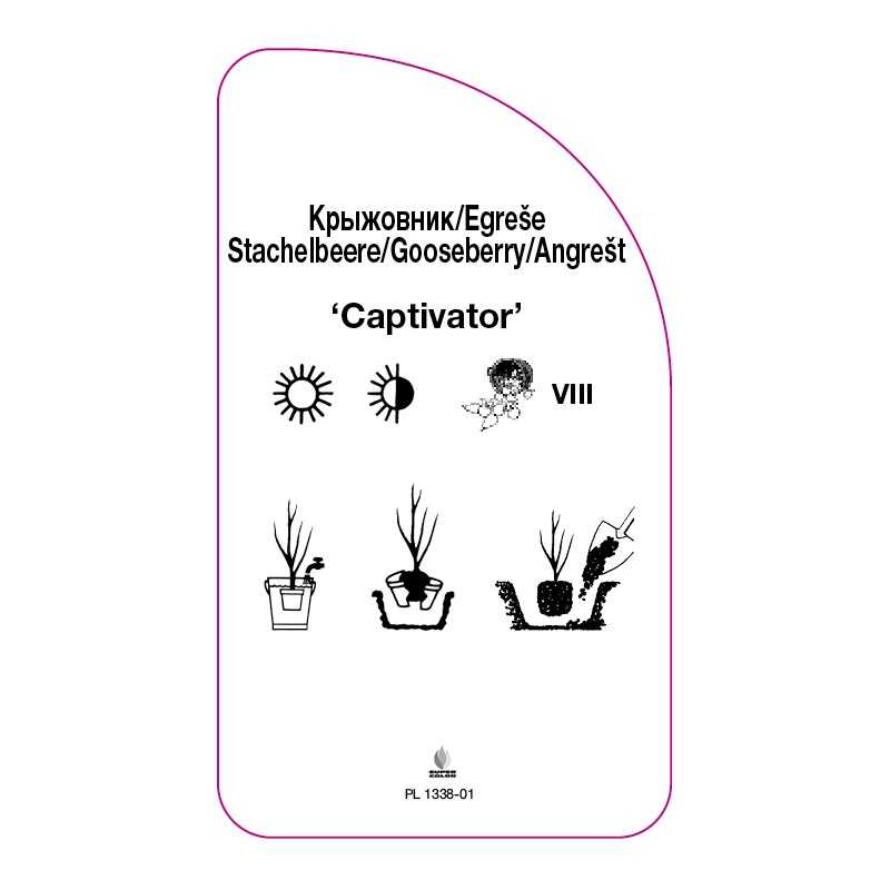 agrest-captivator-0