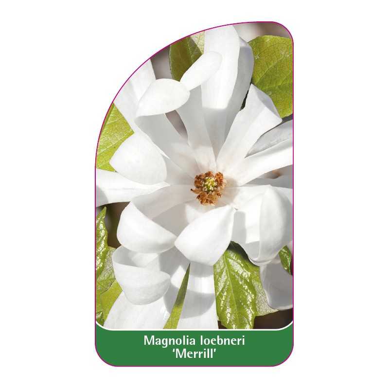 magnolia-loebneri-merrill-1