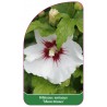 hibiscus-syriacus-monstrosus-1