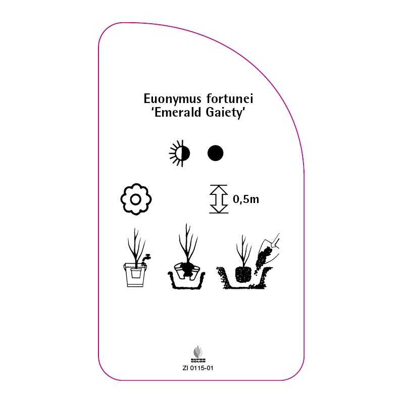 euonymus-fortunei-emerald-gaiety-a0