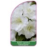 azalea-japonica-schneeperle-1