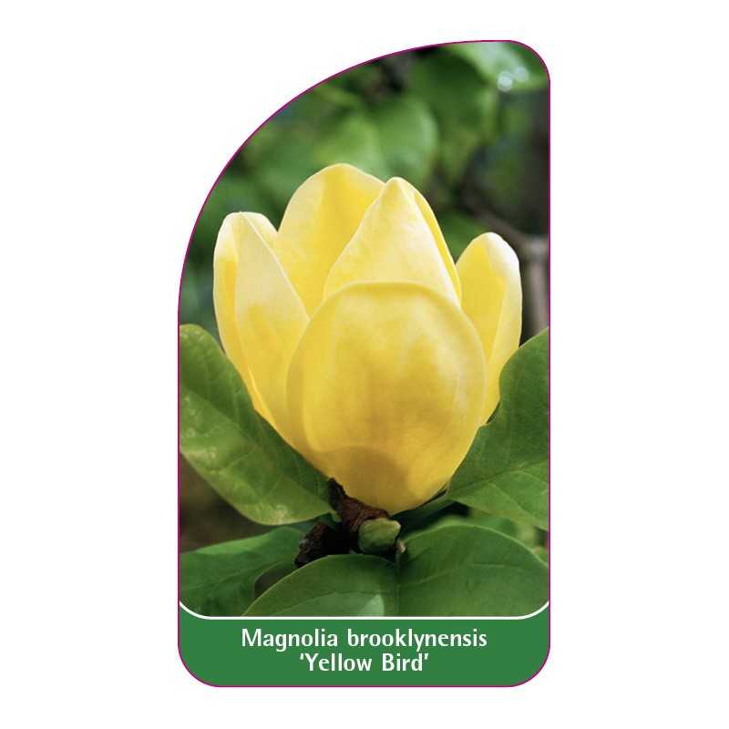 magnolia-brooklynensis-yellow-bird-1