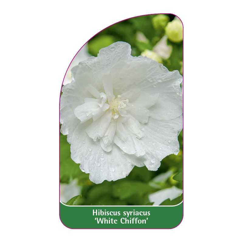 hibiscus-syriacus-white-chiffon-1