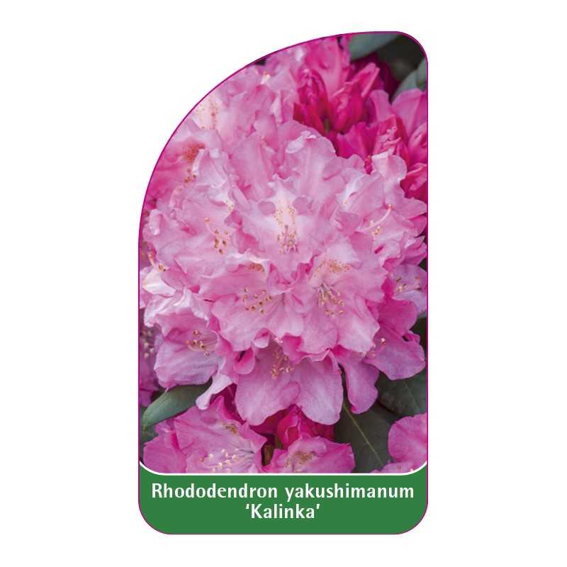 rhododendron-yakushimanum-kalinka-1